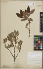 Foto von Salix lapponum L. x Salix silesiaca Willd.